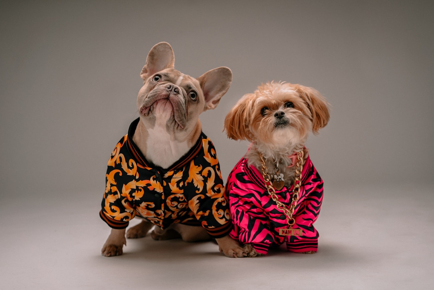 Top 10 Pet Shirt Trends This Year