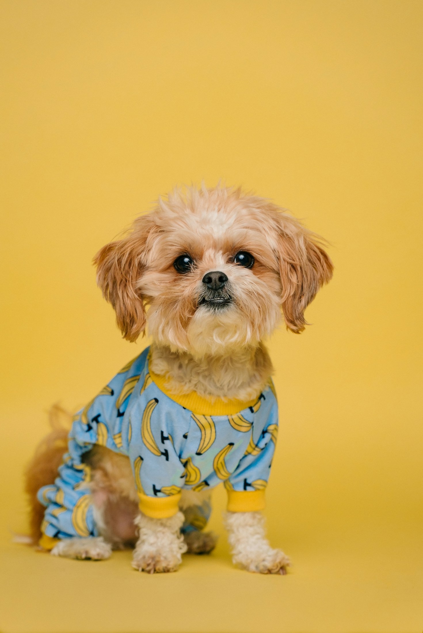How to Choose the Perfect Shirt for Your Pet