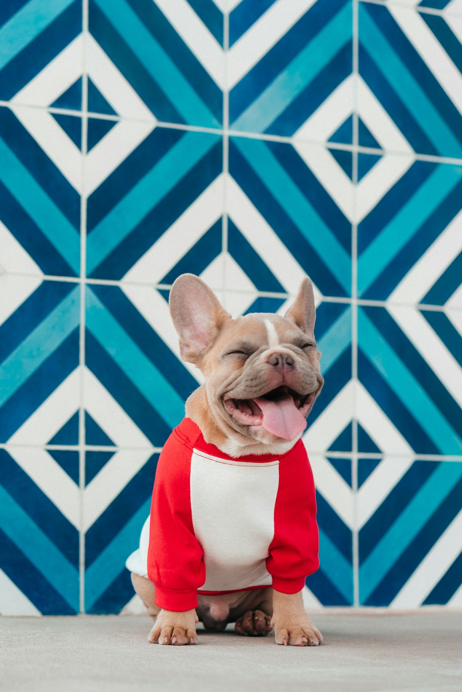Celebrate Pet Birthdays with Special Outfit Ideas