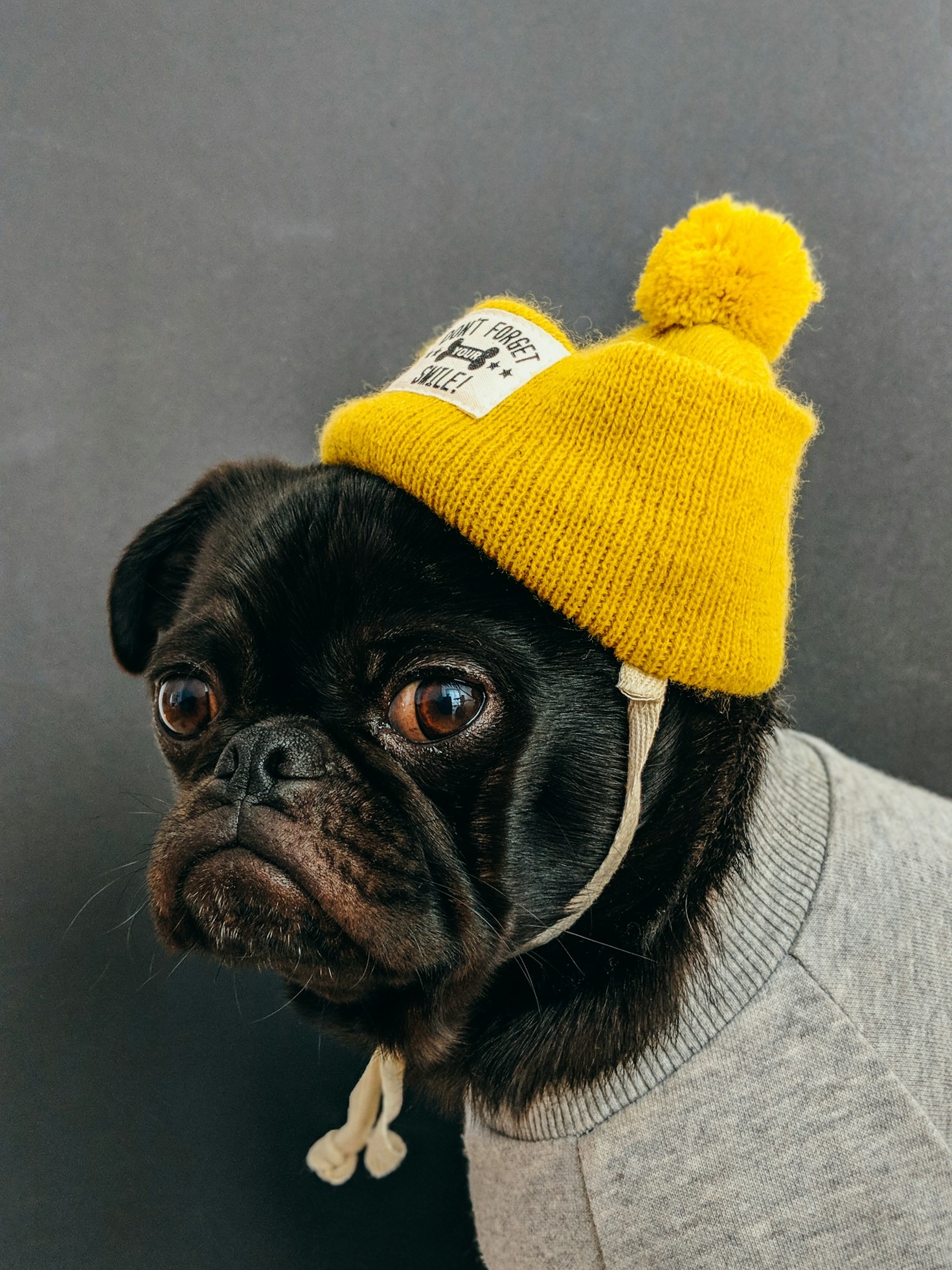 Why Comfortable Pet Apparel is a Must-Have