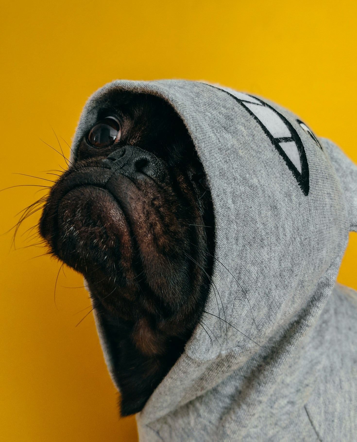 The Science of Stylish and Functional Pet Clothing