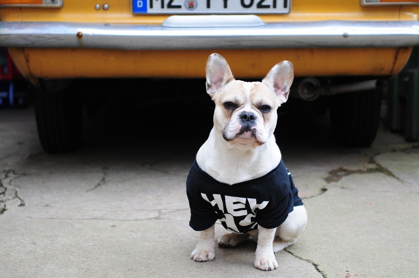 Humorous Pet Shirts That Make Everyone Smile