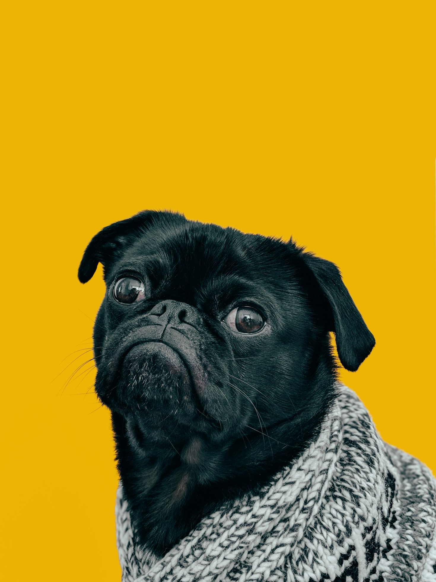 Tips for Dressing Your Pet for Memorable Photos